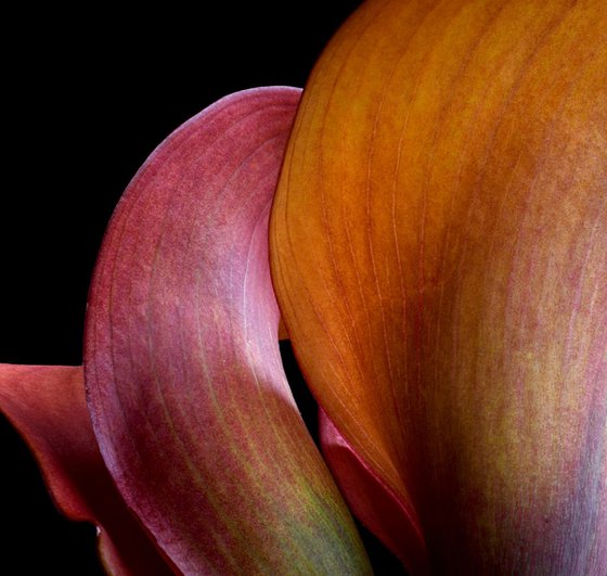 Orange Pride Calla Lilies