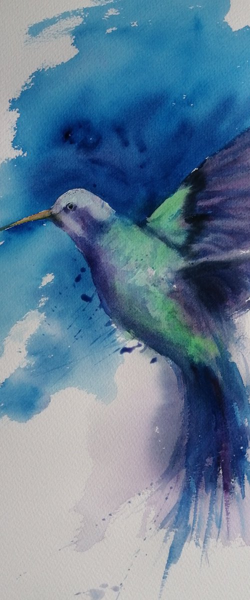 colibrì by Giorgio Gosti