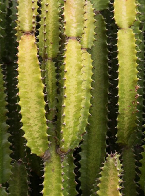 Cactus by James Gritz