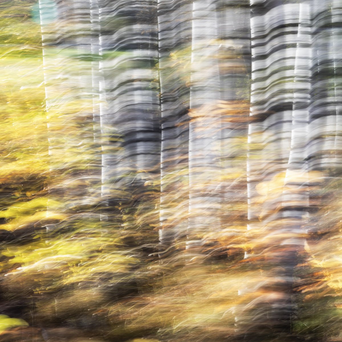 Abstract Botanical Photograph By Karim Carella, 39 X 39", Birches (Studio 9), Original Artwork