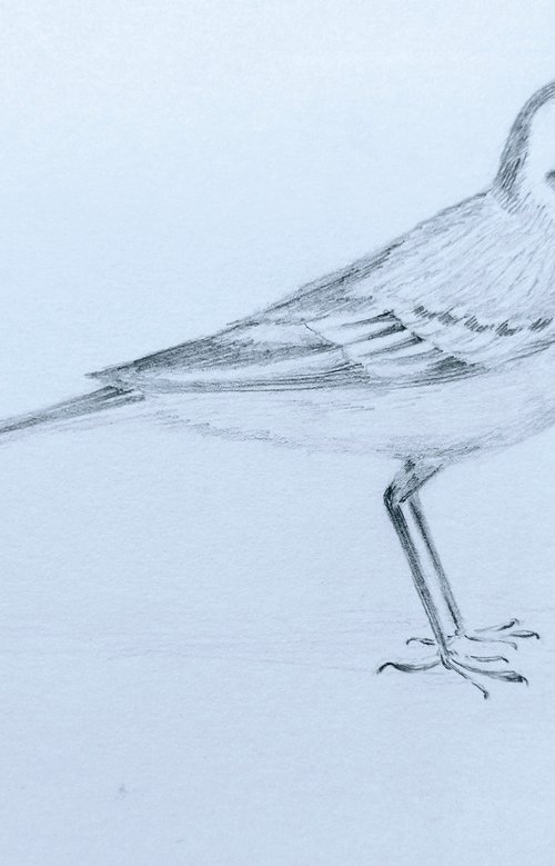 Birdie1. Original pencil drawing. by Yury Klyan