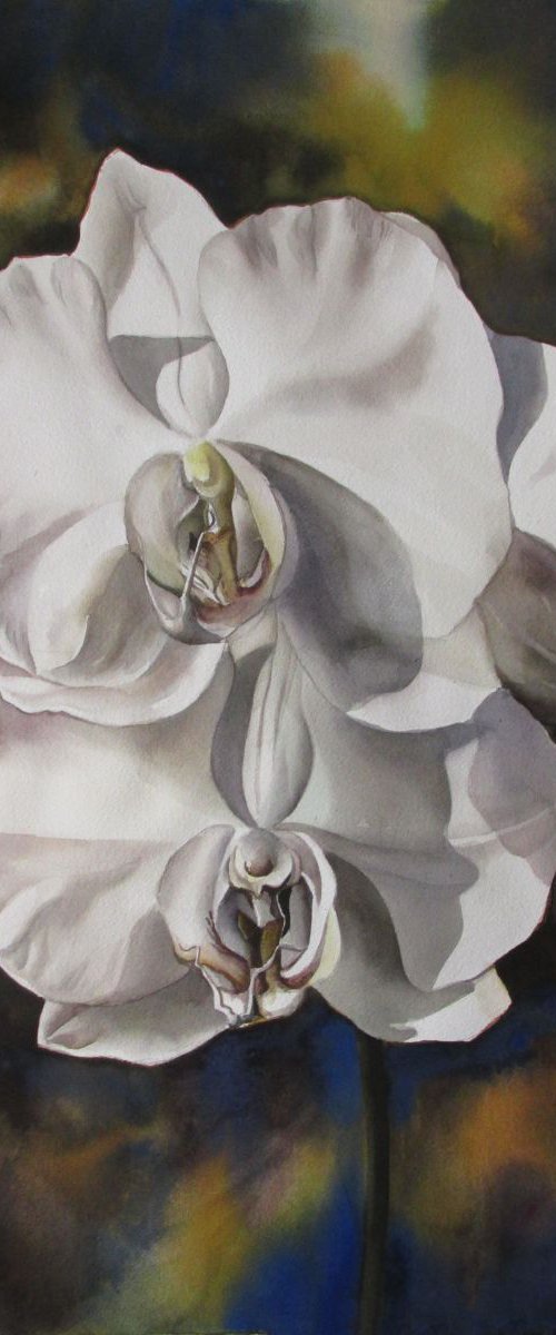 white phalaenopsis orchid by Alfred  Ng