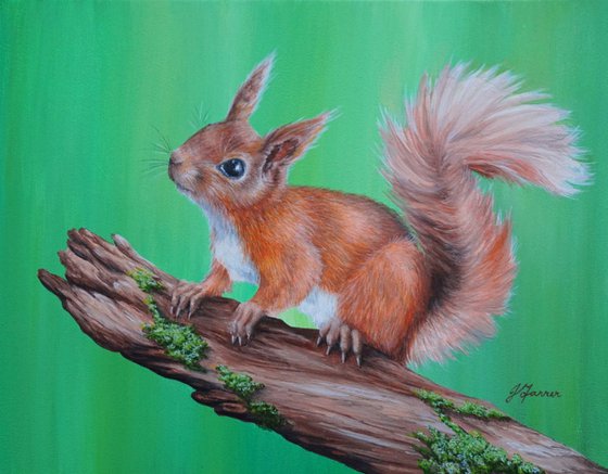 Red Squirrel on Branch