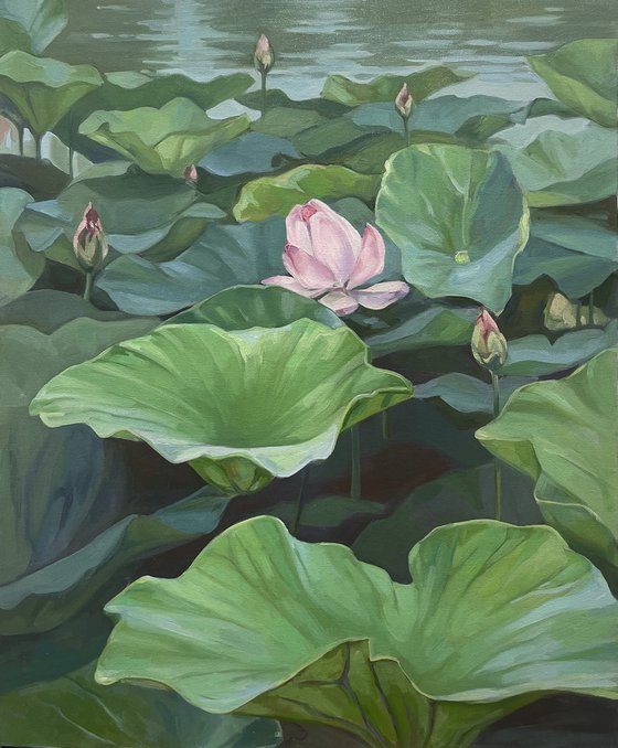 Lotuses landscape