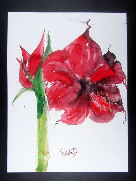 Red Amaryllis (Hippeastrum species) 5