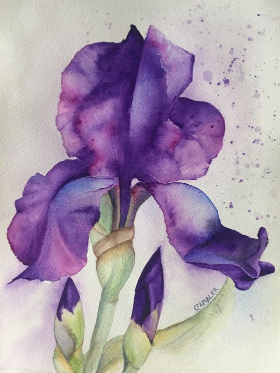 Iris