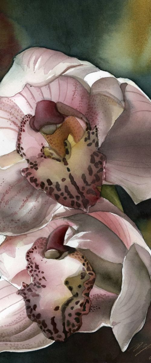 pink cymbidium orchid by Alfred  Ng