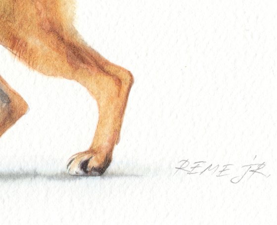 German shepherd II