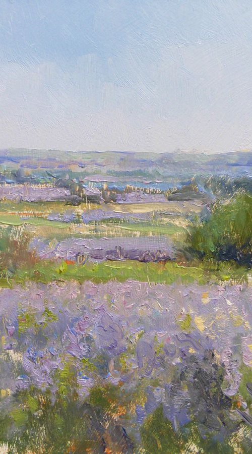 Lavender field near Valensole by Pascal Giroud