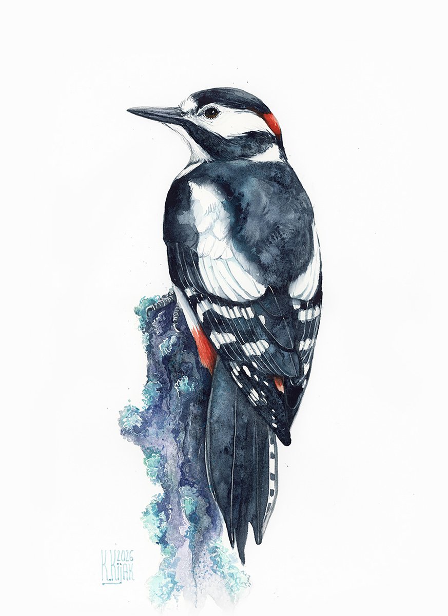 Watercolour , Great Woodpecker By Karolina Kijak, 12 X 16, Artwork For Sale On Artfinder