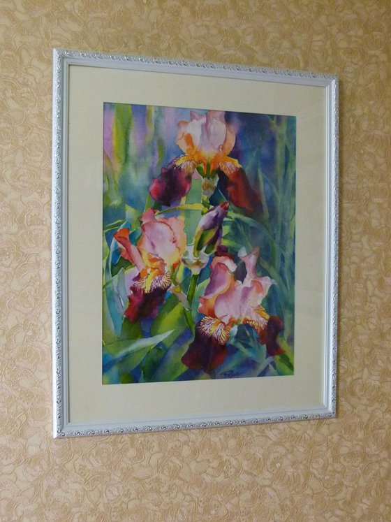 Pink irises#2