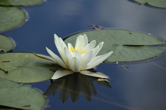 Water lily