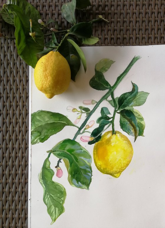 Lemon branch