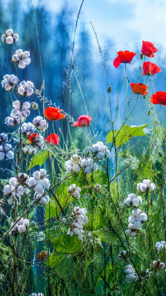 Red field poppies, blue red white abstraction