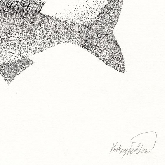 Fish - Ink drawing on paper