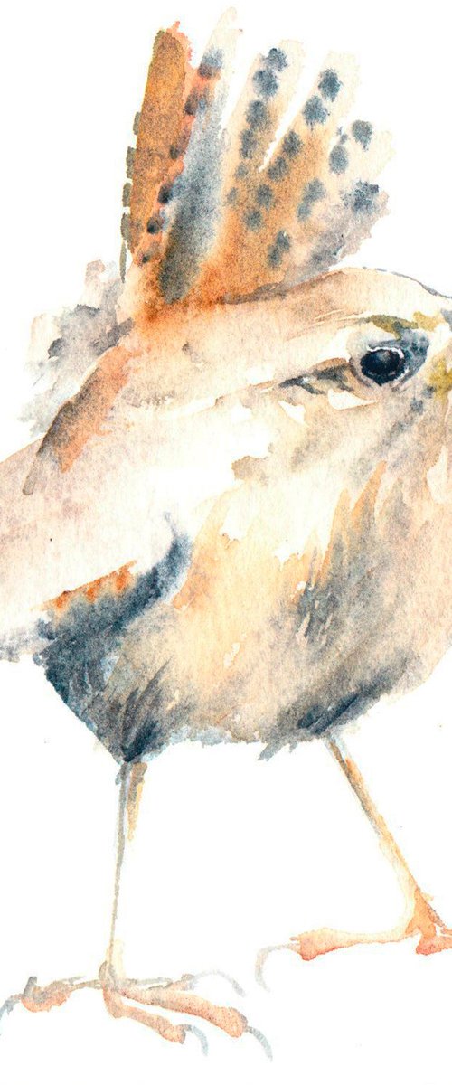 Wren conversation 2 by Anjana Cawdell