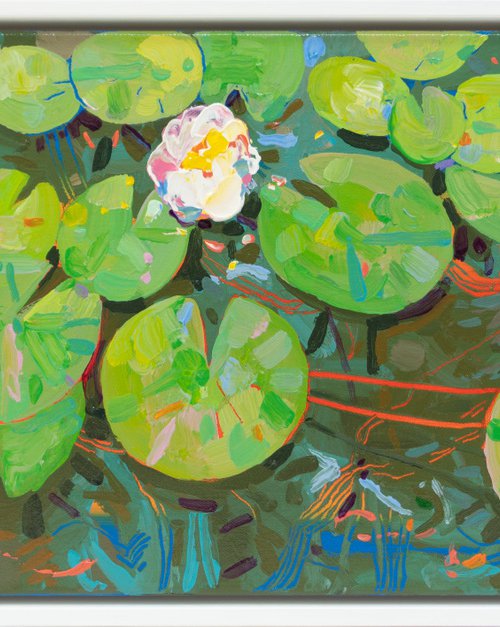 Tasman Lily Pond 48 by Joseph Villanueva