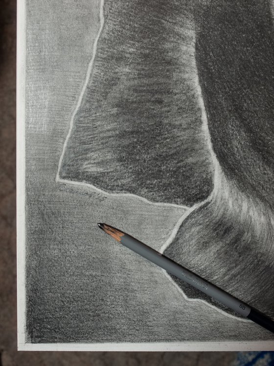 Two-Faced Rose. Graphite Flowers Series