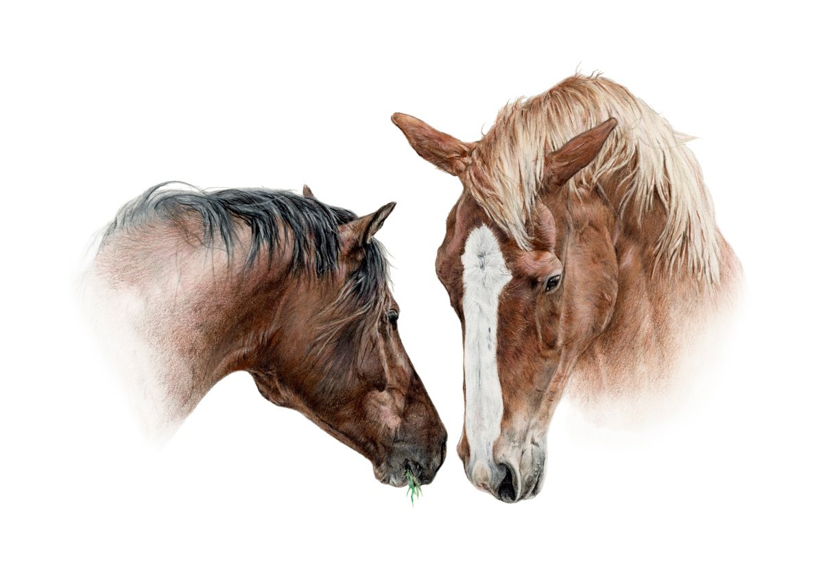 Photorealistic Pencil Drawing , Eye To Eye By Annika Schmitt, 16 X 12, Artwork For Sale On Artfinder