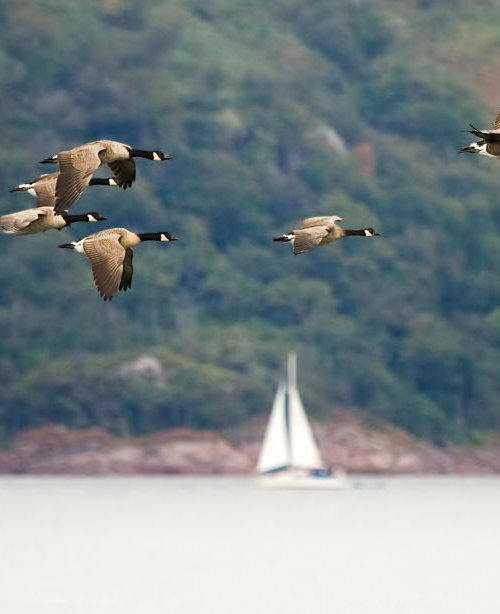 Canada Geese in flight over a loch on the Isle of Mull, Scotland, UK by MBK Wildlife Photography