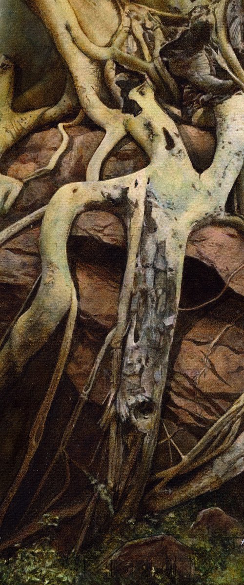 Mountain Tree Roots by REME Jr.