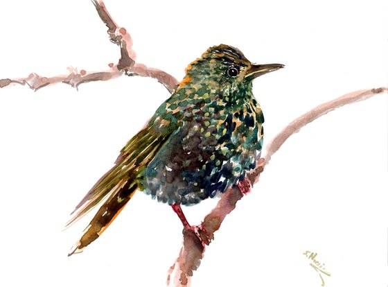 Starling