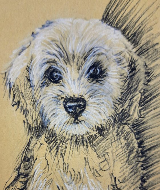 Cute puppy sketch