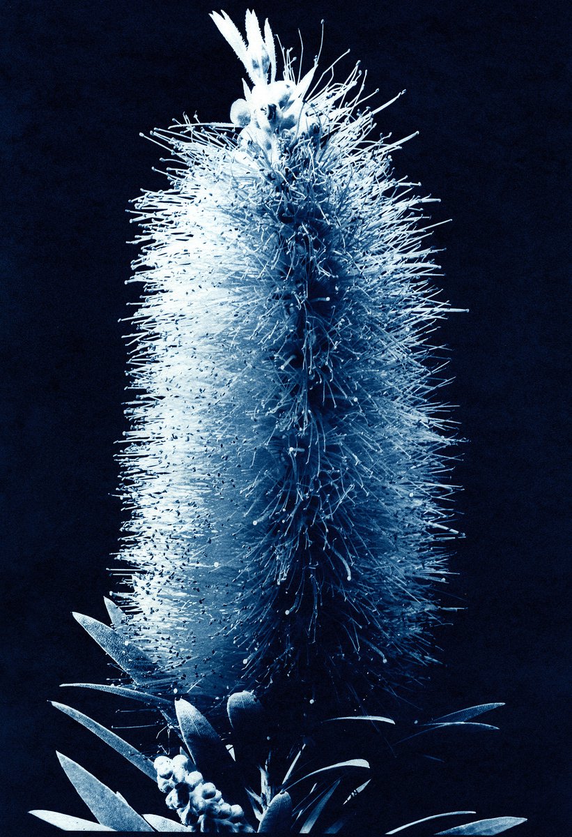 Bottlebrush - Callistemon - Australian native by Jacek Gonsalves