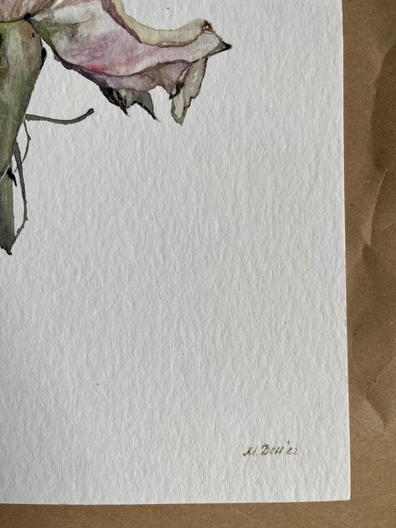 Solo Rose Watercolour