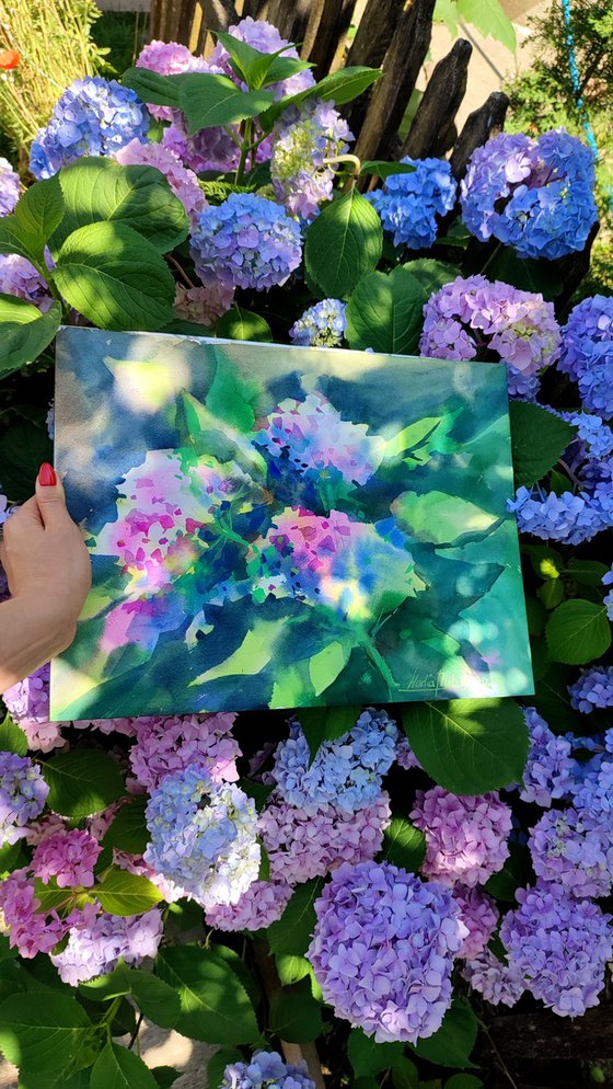 Hydrangea flowers