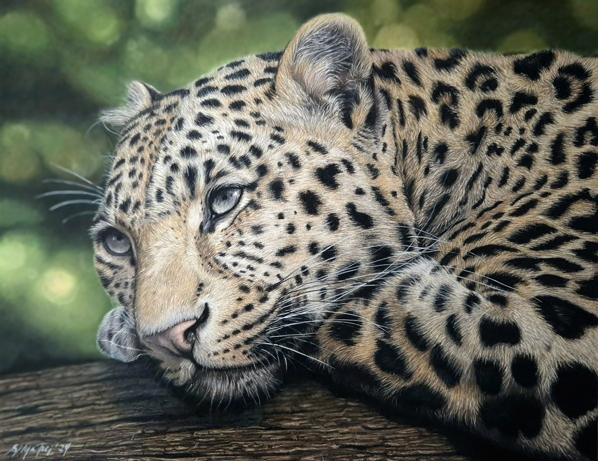 Photorealistic Animal Pencil Drawing By Silvia Frei, 12 X 16", Daydreaming, Original Artwork