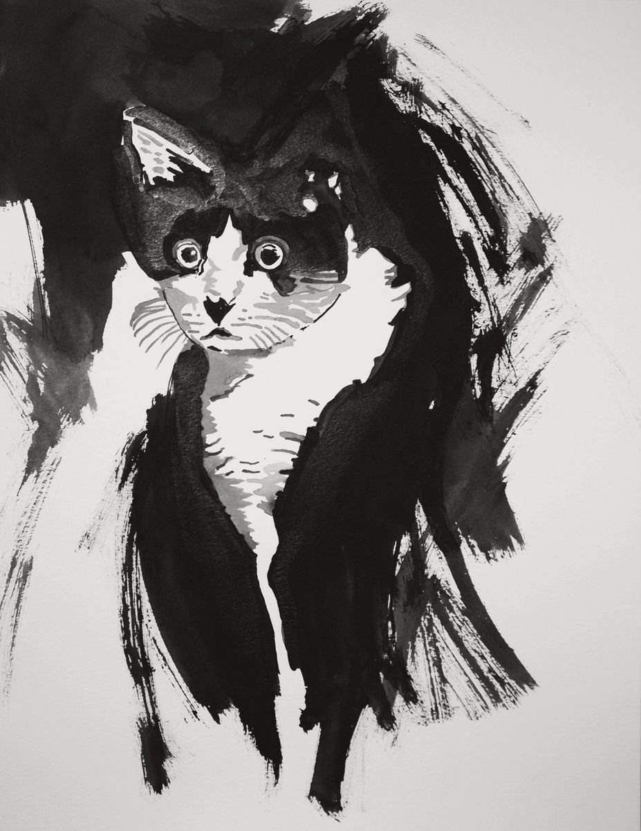 Confused Cat / 35 x 27 cm by Alexandra Djokic