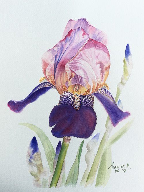 Iris by Monica Rus