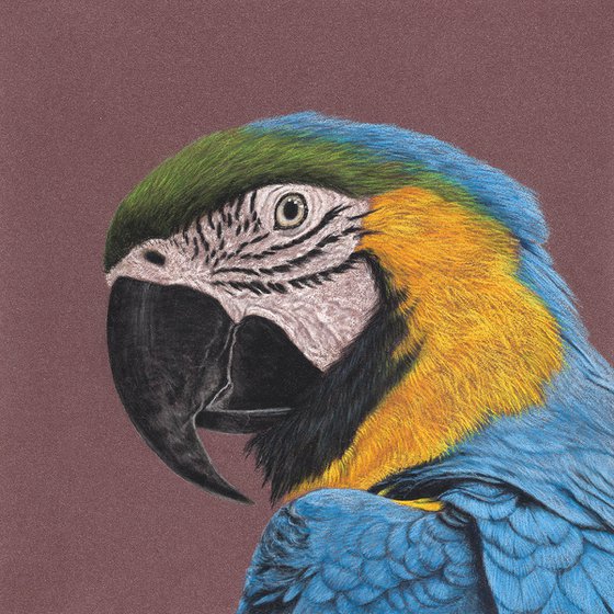 Original pastel drawing bird "Blue-and-yellow macaw"