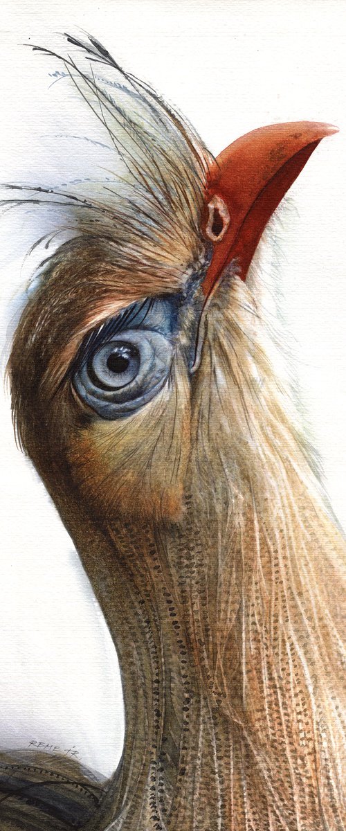 BIRD CCXXV - Red-legged Seriema II by REME Jr.