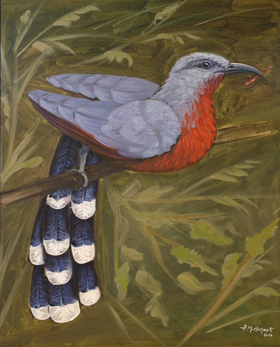 Cua Bird by Raul M. Sarante