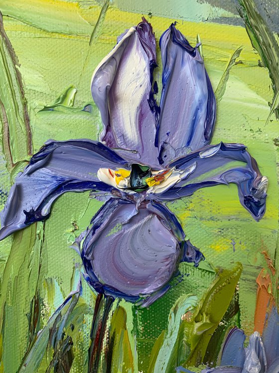 Pacific Coast Irises