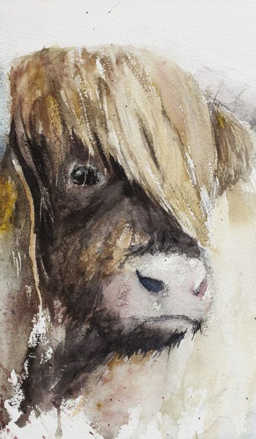Highland Cow - Bhuidhe Aillidh by Tomasz Mikutel