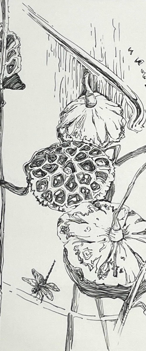 Lotus pods.Dragonfly by Guzel Min