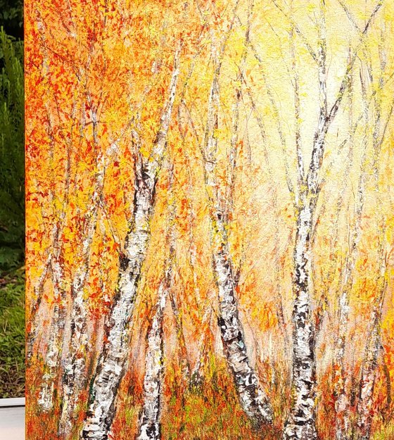 Autumnal birch trees