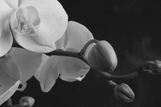 Nectar - Black and white