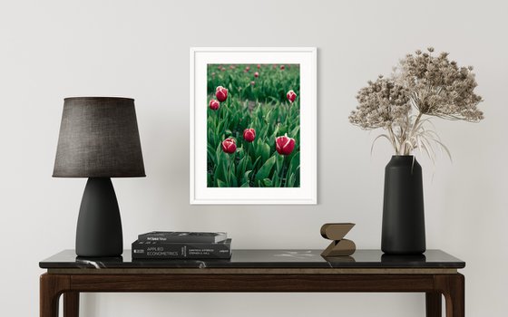 RED TULIPS