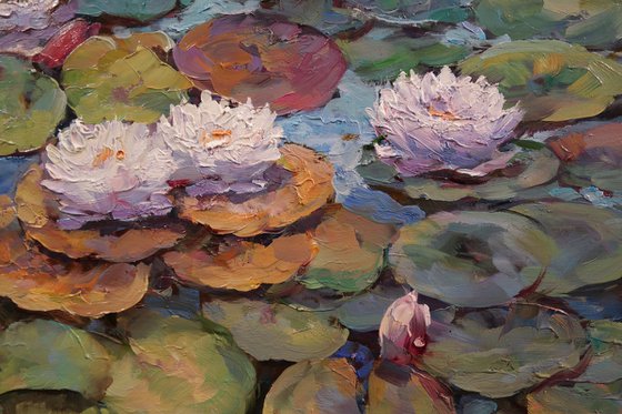 "Water Lily Symphony"
