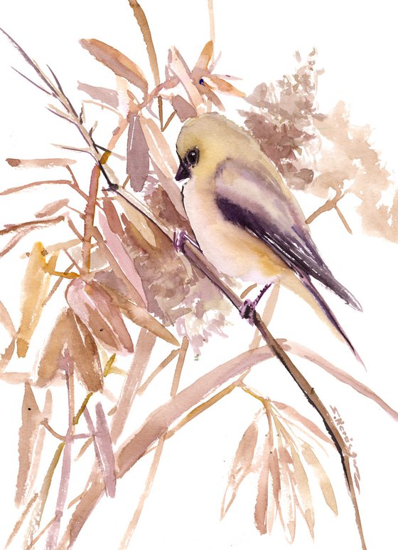 American Goldfinch