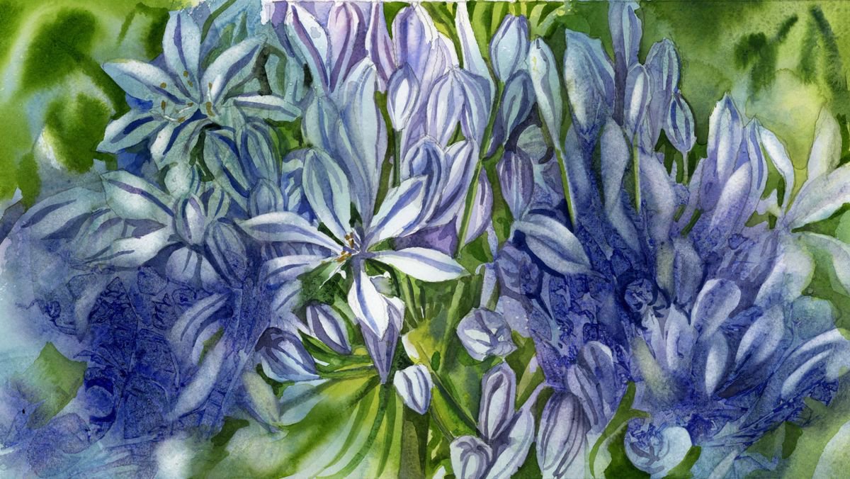 Agapanthus with blues by Alfred Ng