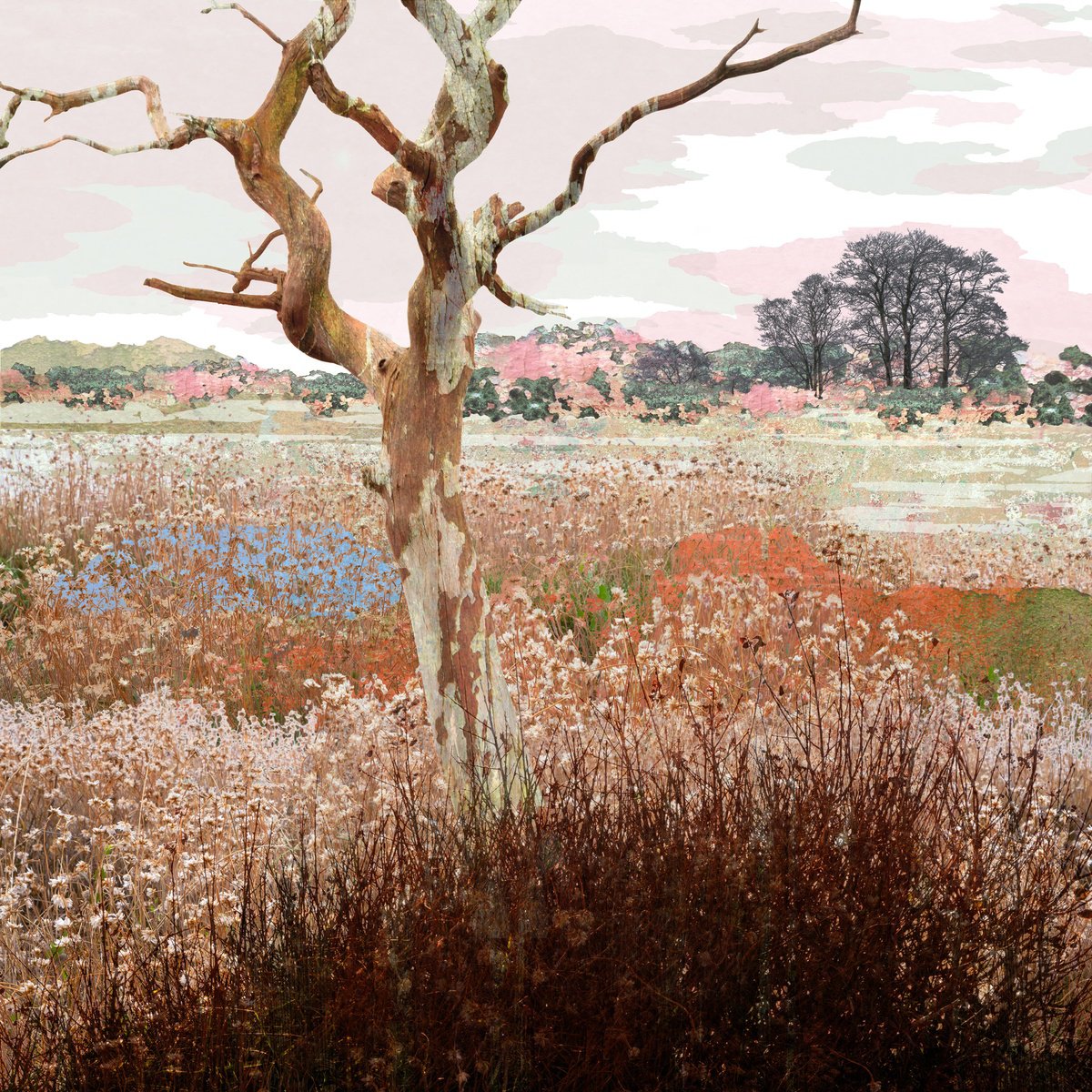 Landscape Photograph By Claire Gill, 20 X 20, The Bare Bones, Original Artwork