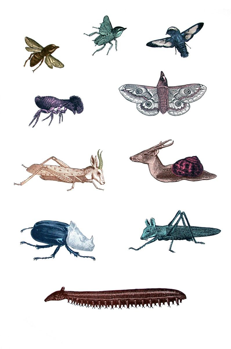 Animated Animals of the Small Kind by Penelope Kenny
