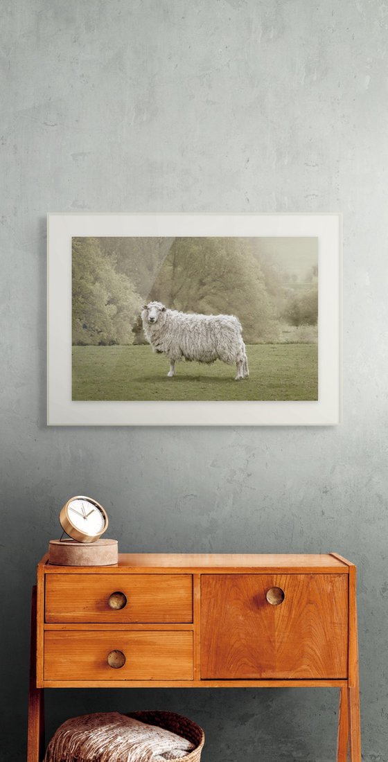 Romney Ewe