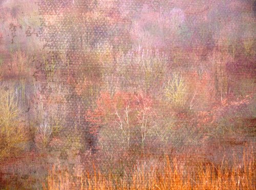 Woods pink by Louise O'Gorman