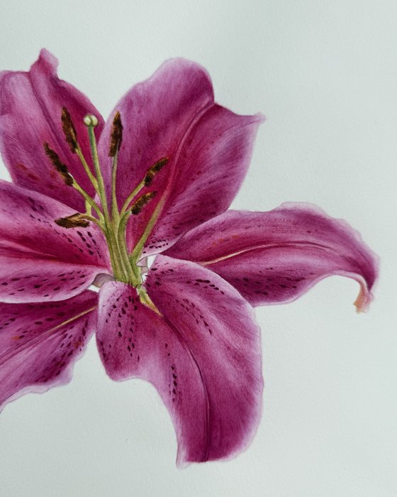 Lily I